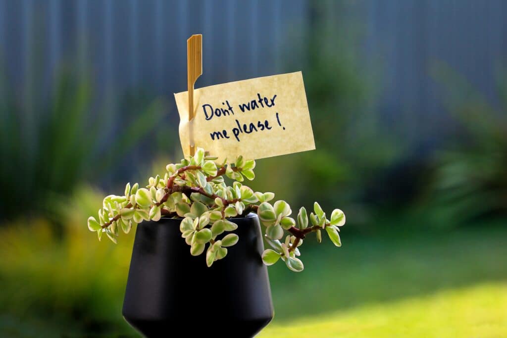 A succulent in a pot with a note saying: "Please don't water me!" — a fun tip to keep your plants alive while you are on vacation.