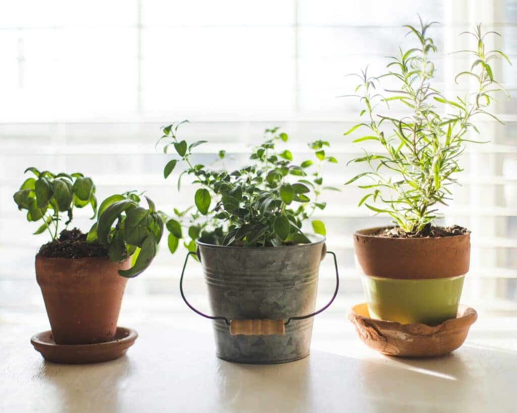 Three small herbs in pots on a sunlit windowsill — perfect for practicing tips to keep your plants alive while you are on vacation.