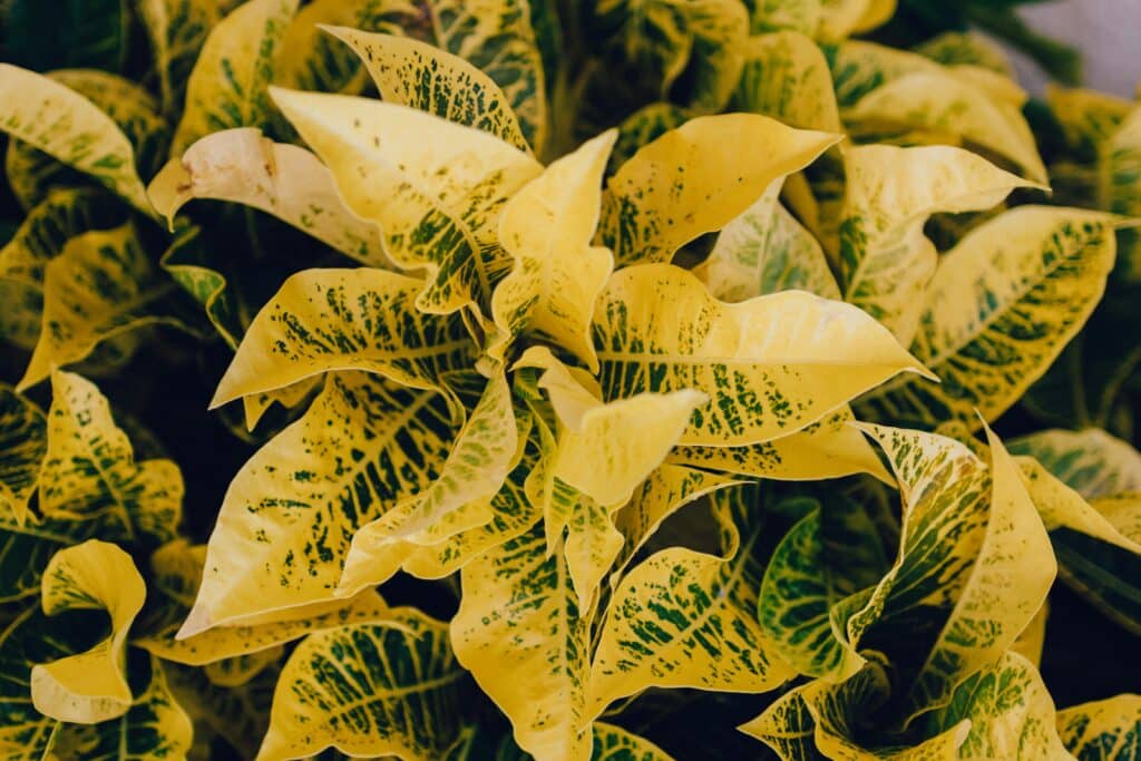 Close-up of yellow-green variegated leaves — learn what to do when your plants leaves turn yellow.